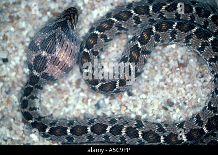 Rhombischen oder gemeinsamen Ei-Esser Dasypeltis scabra Stockfoto