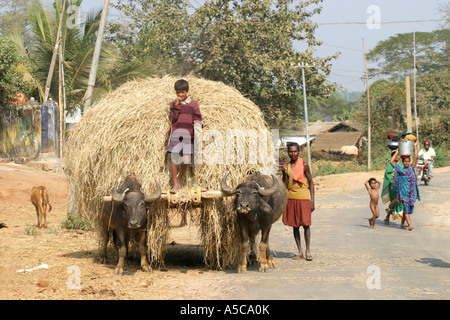 Indische Junge fahren einen Ochsenkarren mit einer schweren Last Heu entlang einer Straße in Orissa, Indien. Stockfoto