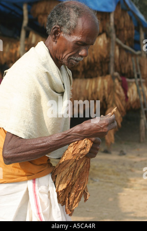 Dorf mit allen Mitgliedern der Dorf-Arbeitsgruppe zum Trocknen und Sortieren des Tabaks wächst Tabakblätter. Orissa.India Stockfoto