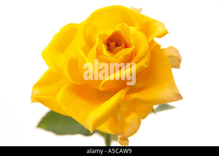 Gelbe Rosen, Edelrosen, close-up Stockfoto