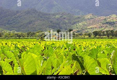 Taro-Felder im Hanalei Valley National Wildlife Refuge Kauai Hawaii Stockfoto