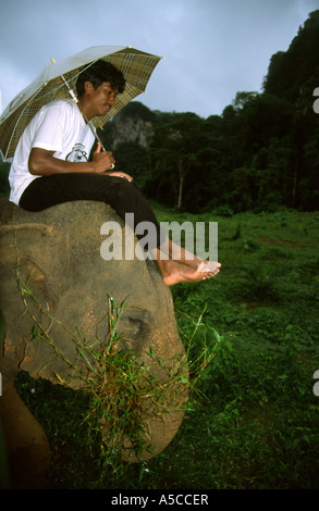 Ein Mahoot auf einem indischen Elefanten (Elephas Maximus Indicus) im Regen im Süden Thailands Stockfoto