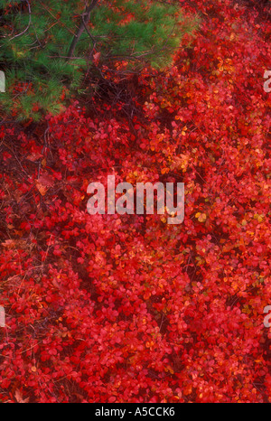 Duftende sumac (Rhus aromatica) am Straßenrand Strauch im Herbst Farbe, mit Gräsern, Cheboygan, Michigan, USA Stockfoto