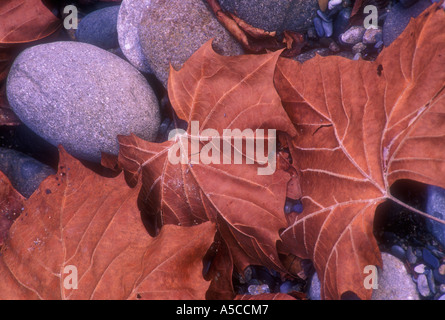 Platane (Platanus occidentalis) Laub am Ufer des Little Pigeon River, Great Smoky Mountains National Park, Tennessee, USA Stockfoto