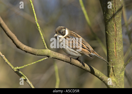 Reed Bunting Emberiza Schoeniclus Männchen Mauser in Zucht Gefieder, Carsington Wasser, Derbyshire, England Stockfoto