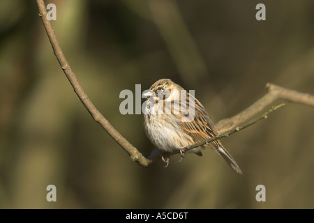 Reed Bunting Emberiza Schoeniclus Männchen Mauser in Zucht Gefieder, Carsington Wasser, Derbyshire Stockfoto