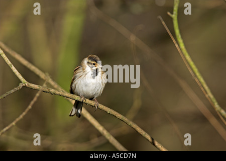 Reed Bunting Emberiza Schoeniclus Männchen Mauser in Zucht Gefieder, Carsington Wasser, Derbyshire Stockfoto