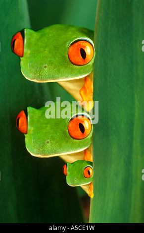 Drei rote Augen Laubfrösche Stockfoto