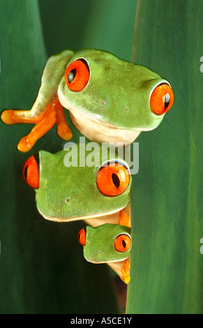 Drei rote Augen Laubfrösche Stockfoto