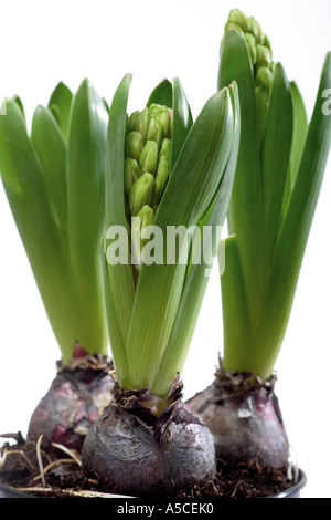 Hyazinthe Anlagen) Stockfoto