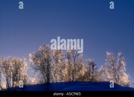 Eis-beschichtete Birken glitzernde bei Sonnenuntergang am nördlichen Ontario Ridge Greater Sudbury, Ontario, Kanada Stockfoto
