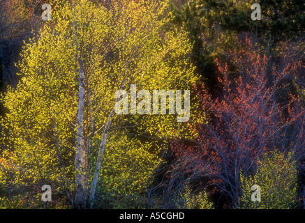 Ahorn und Birke Frühling Laub Leuchten im Licht des frühen Morgens, Greater Sudbury, Ontario, Kanada Stockfoto