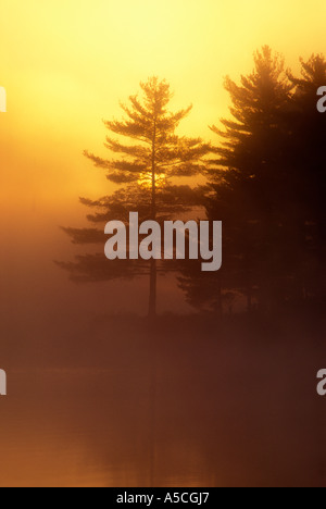 Aufgehenden Sonne brennt durch Dawn Nebel mit Weymouths-Kiefer Silhouette am Punkt des kleinen Sees, Greater Sudbury, Ontario, Kanada Stockfoto