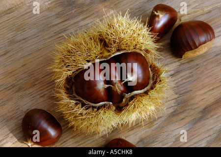 Kastanien (Castanea) in ihren stacheligen Schalen Stockfoto