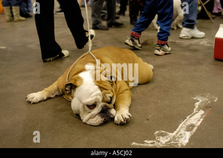 Englische Bulldogge auf Boden auf der Detroit Kennel Club Dog Show 2005 Stockfoto