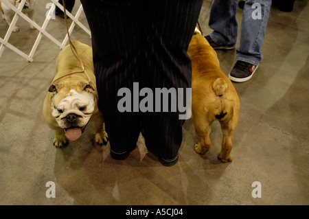 zwei englische Bulldoggen mit ihrem Besitzer auf der Detroit Kennel Club Dog Show 2005 Stockfoto