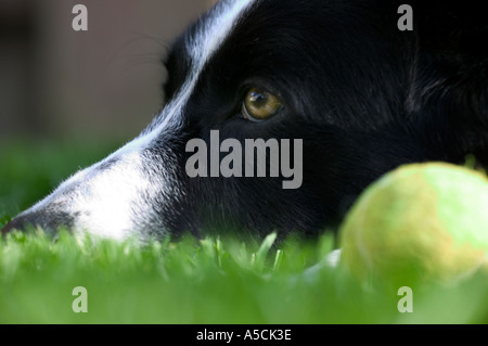 Reinrassige Border Collie Hund ruhen mit Tennis Ball freigegeben Modellbild Stockfoto