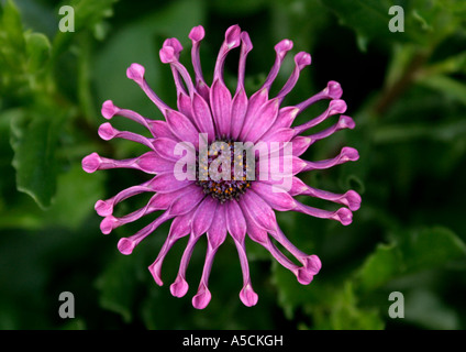 Lila Osteospermum Stockfoto