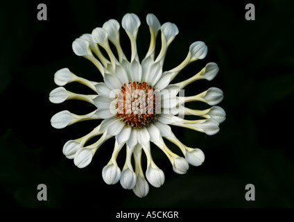 Weiss Osteospermum Stockfoto