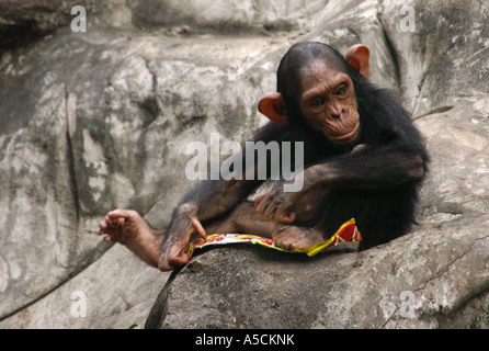 Kleines Schimpanse (Pan Troglodytes) im Dusit Zoo in Bangkok, Thailand Stockfoto