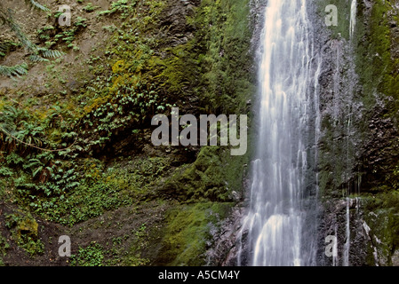 Wasserfall über Moos bedeckte Klippe Olympic Nationalpark Washington State USA Stockfoto