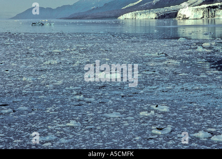 Dichtungen auf schwimmendes Eis, die innere Passage, Alaska Stockfoto