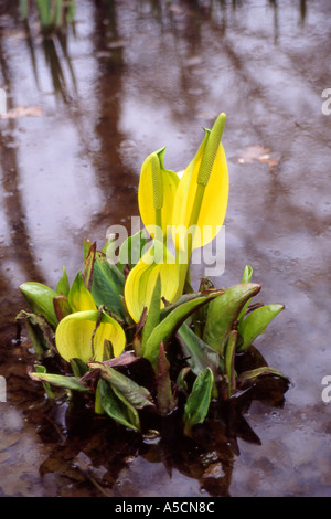 Moor-Lilie wächst im Moorland Garten in den Norfolk Broads Stockfoto