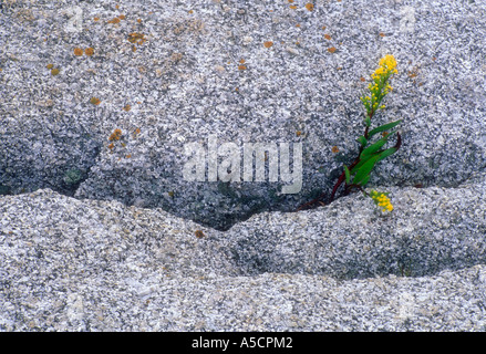 Seaside Goldrute (Solidago sempivirens) Zwerg Goldrute im Sprung von Felsen in der Nähe der atlantischen Ozean, Peggy's Cove, Nova Scotia, Kanada Stockfoto