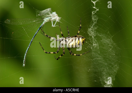 Dragonfly's Spinnennetz, wasp Spider (agiope Bruennichi) Close-up eingeschlossen Stockfoto