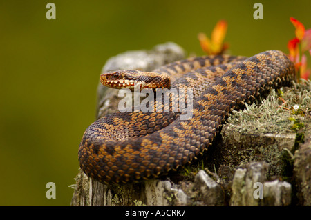 Vipera Berus, Kreuzotter, gemeinsame viper Stockfoto