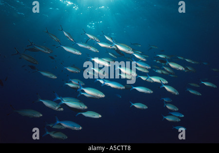 Manylined Füsilier, Caesio varilineata Stockfoto