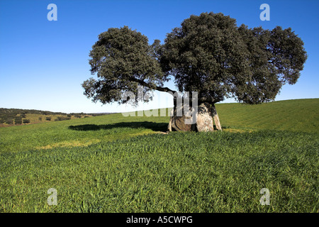 Andreiros Dolmen in Crato, Portalegre, Portugal. befindet sich unter einer Korkeiche. Stockfoto