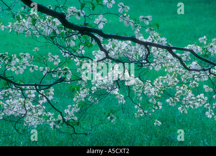 Blühende Hartriegel (Cornus Florida) Ast der blühende Baum überhängenden Wiese in Cades Cove, Great Smoky Mountains National Park, Tennessee, USA Stockfoto