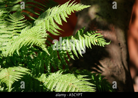 Gemeinsamen Farn im Sonnenlicht Stockfoto