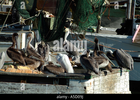 Hafen Sie mit Krabbenfischer in Galveston, Texas Golf von Mexiko Stockfoto