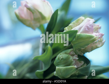 Papagei-Tulpen Stockfoto