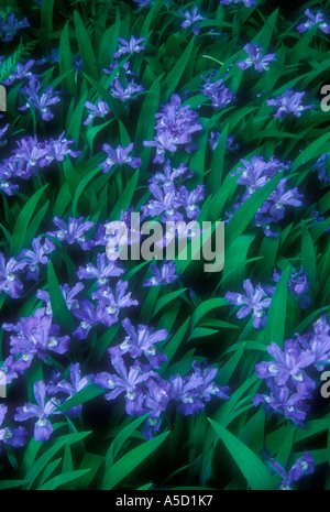 Crested Zwerg Iris (Iris cristata) Southern Appalachian Woodlands, Kolonie in der Blüte, Great Smoky Mountains National Park, Tennessee, USA Stockfoto