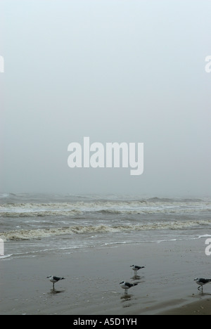 Neblig Strand auf Bolivar-Halbinsel Stockfoto