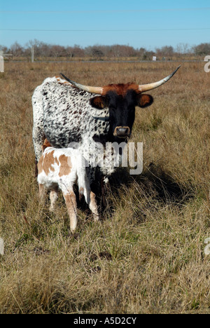 Nahaufnahme von einer langen Horn-Kuh und ihr Kalb saugen Stockfoto