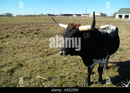 Nahaufnahme einer braunen langen Horn-Kuh Stockfoto