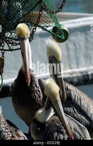 Braune Pelikane, stehend auf einem Fischerboot Stockfoto