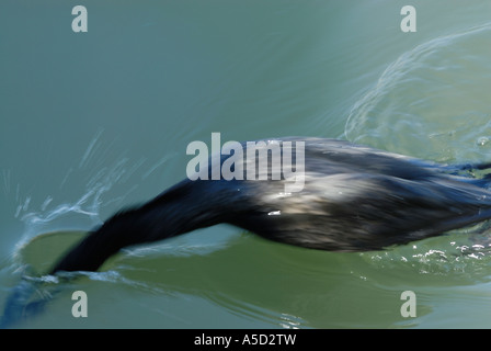 Kormorane Fischen und Tauchen Stockfoto