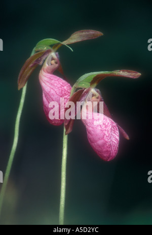 Pink Lady Frauenschuh (Cypripedium acaule) Zwei blühende Orchideen auf der Felsnase im borealen Wald, Cartier, grössere Sudbury, Ontario, Kanada Stockfoto