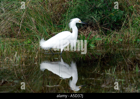 Silberreiher in Bolivar-Halbinsel Stockfoto