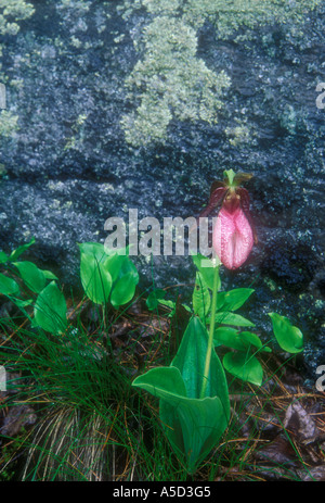 Pink Lady Frauenschuh (Cypripedium acaule), Killarney Provincial Park, Ontario, Kanada Stockfoto