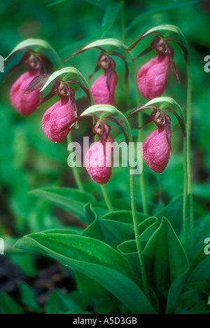 Pink Lady Frauenschuh (Cypripedium acaule), Killarney Provincial Park, Ontario, Kanada Stockfoto