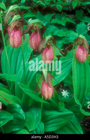 Pink Lady Frauenschuh (Cypripedium acaule), Killarney Provincial Park, Ontario, Kanada Stockfoto