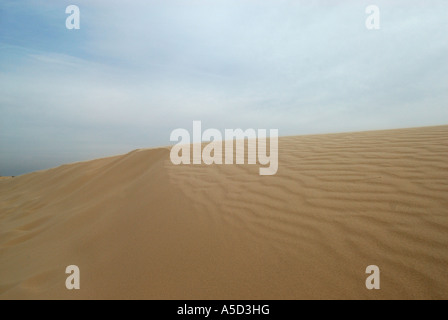 Monahans Sandhills Dünen im Westen von Texas Stockfoto