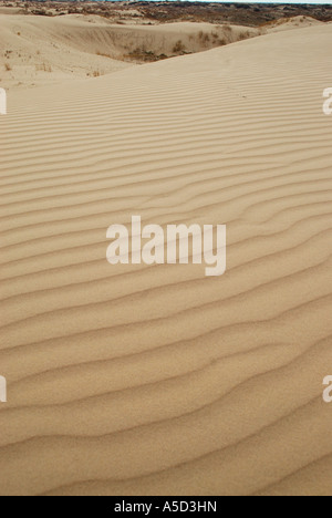 Monahans Sandhills Dünen im Westen von Texas Stockfoto