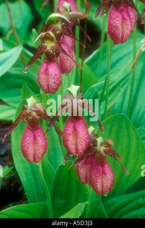 Pink Lady Frauenschuh (Cypripedium acaule), Killarney Provincial Park, Ontario, Kanada Stockfoto